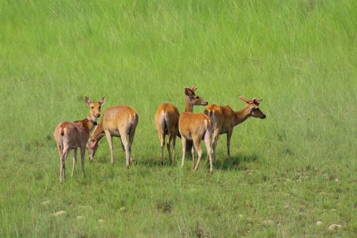 Royal Bardia National Park